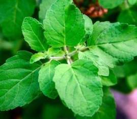 Essential Oils - Image 14