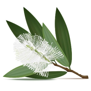 Essential Oils - Image 11