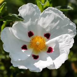 Essential Oils - Image 18