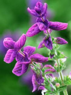 Essential Oils - Image 20