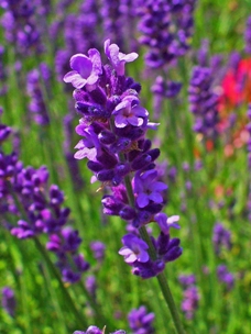 Essential Oils - Image 9