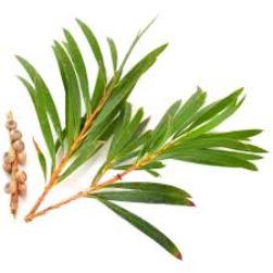 Essential Oils - Image 2