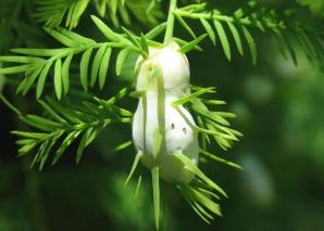 Essential Oils - Image 22